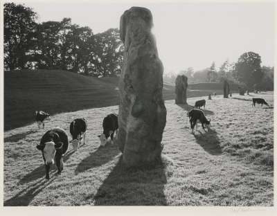 Image of Ridgeway:  Avebury, Sunset with Cows