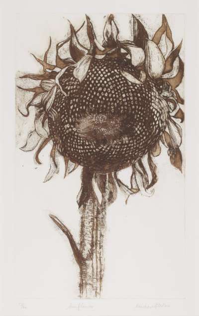 Image of Sunflower