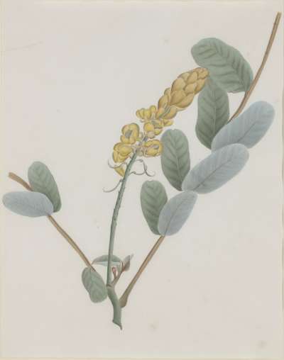 Image of Cassia Alata