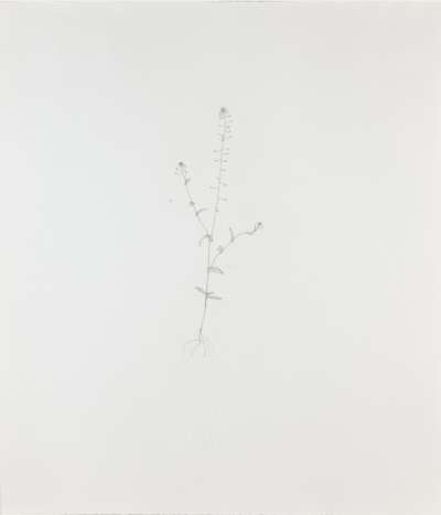 Image of Shepherds Purse 1