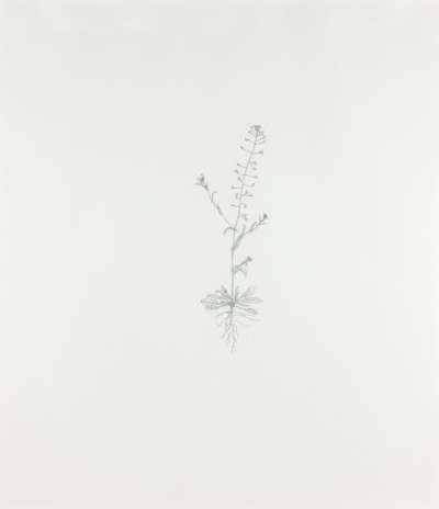 Image of Shepherds Purse 5