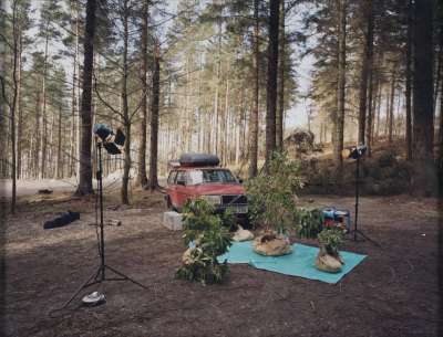 Image of Rescued Rhododendrons 1