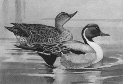 Image of Pintail