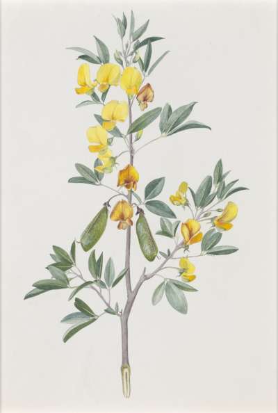 Image of Crotalaria squamigera (Leguminosae – Papilionoideae)