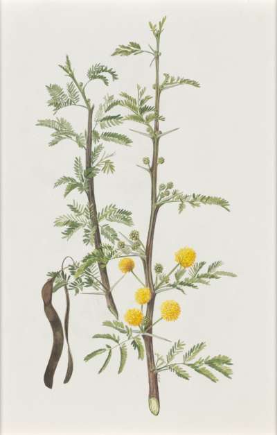 Image of Acacia hockii (Leguminosae – Mimosoideae)