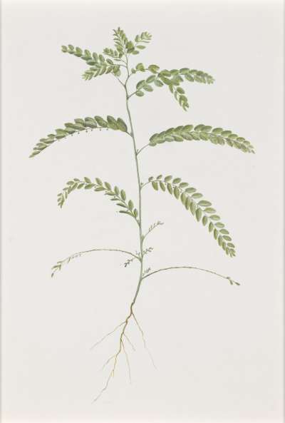 Image of Phyllanthus hodgelensis (Euphorbiaceae)