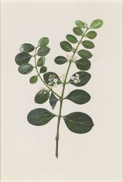 Image of Acokanthera schimperi (Apocynaceae)