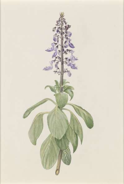 Image of Plectranthus asirensis (Labiatae)