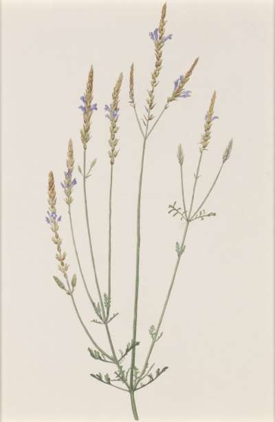 Image of Lavandula citriodora (Labiatae)