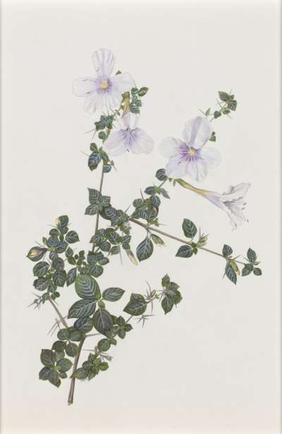 Image of Barleria bispinosa (Acanthaceae)