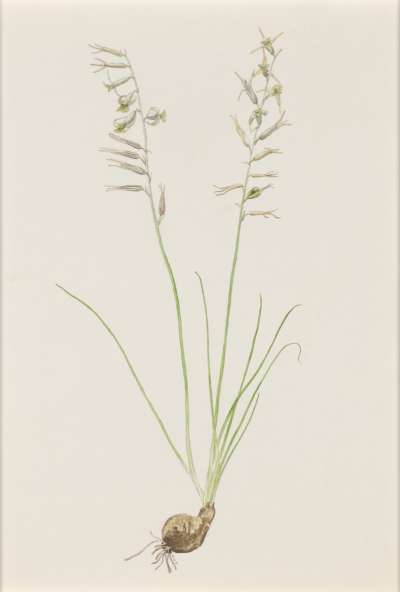 Image of Dipcadi filifolium (Liliaceae)