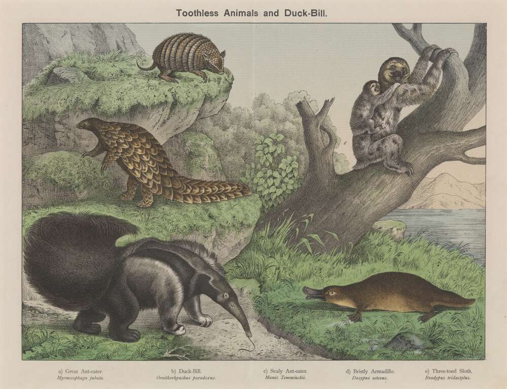 The image is an old engraving or illustration titled Toothless Animals and Duck-Bill. It depicts various animals that lack teeth or have unique mouth structures. The animals shown include a Great Ant-eater (anteater), a duck-billed platypus, an ant-eater or pangolin, a bristly armadillo, and a three-toed sloth.